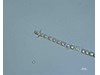 Photo of Chaetoceros crucifer